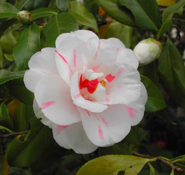 Camellia 24