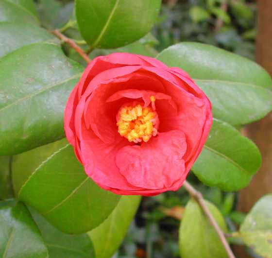 camellia25