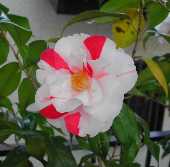 camellia26