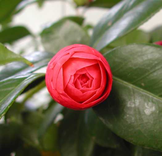 camellia27