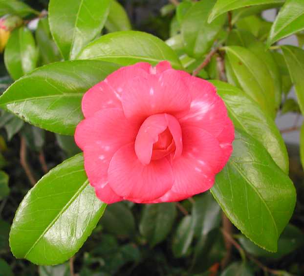 camellia28