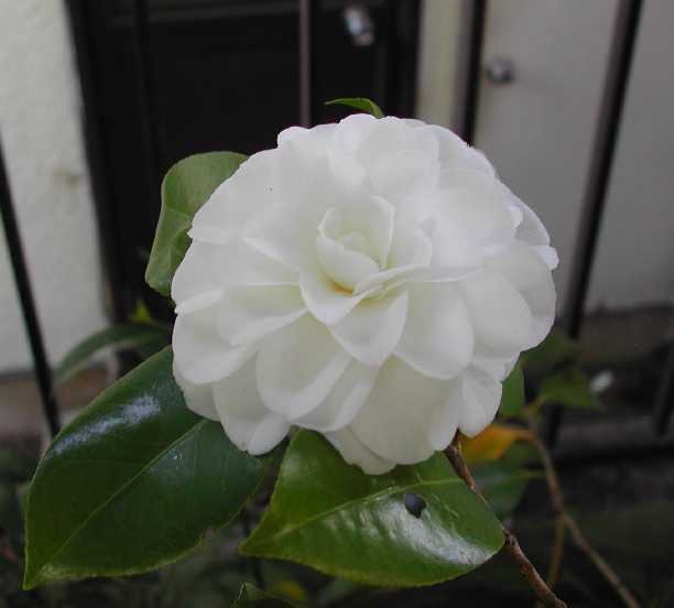 camellia29