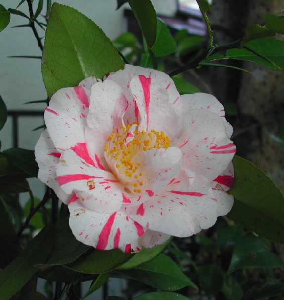 camellia30